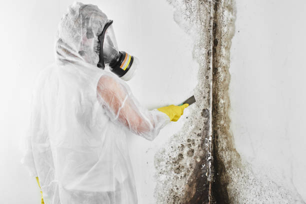 Best Certified Mold Removal  in , OH