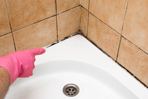 Best Black Mold Removal  in , OH