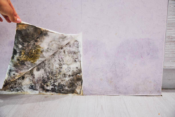 Best Attic Mold Removal  in , OH